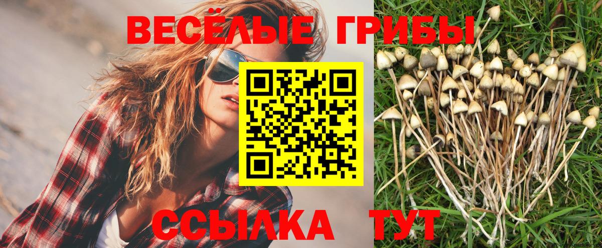 закладка  Галлюциногенные грибы Psilocybine cubensis  Вход с VPN  Черкесск  Галлюциногенные грибы мухоморы 